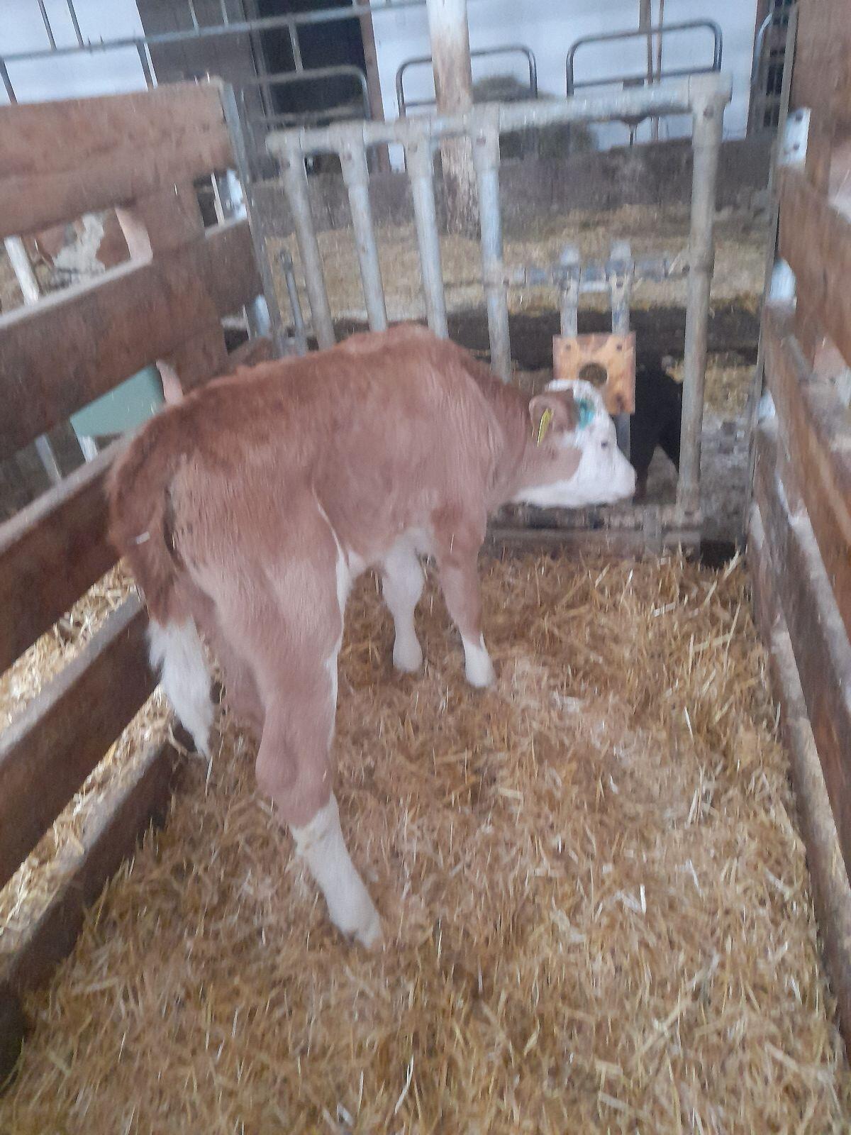 Fleckviehkälber Bio 3