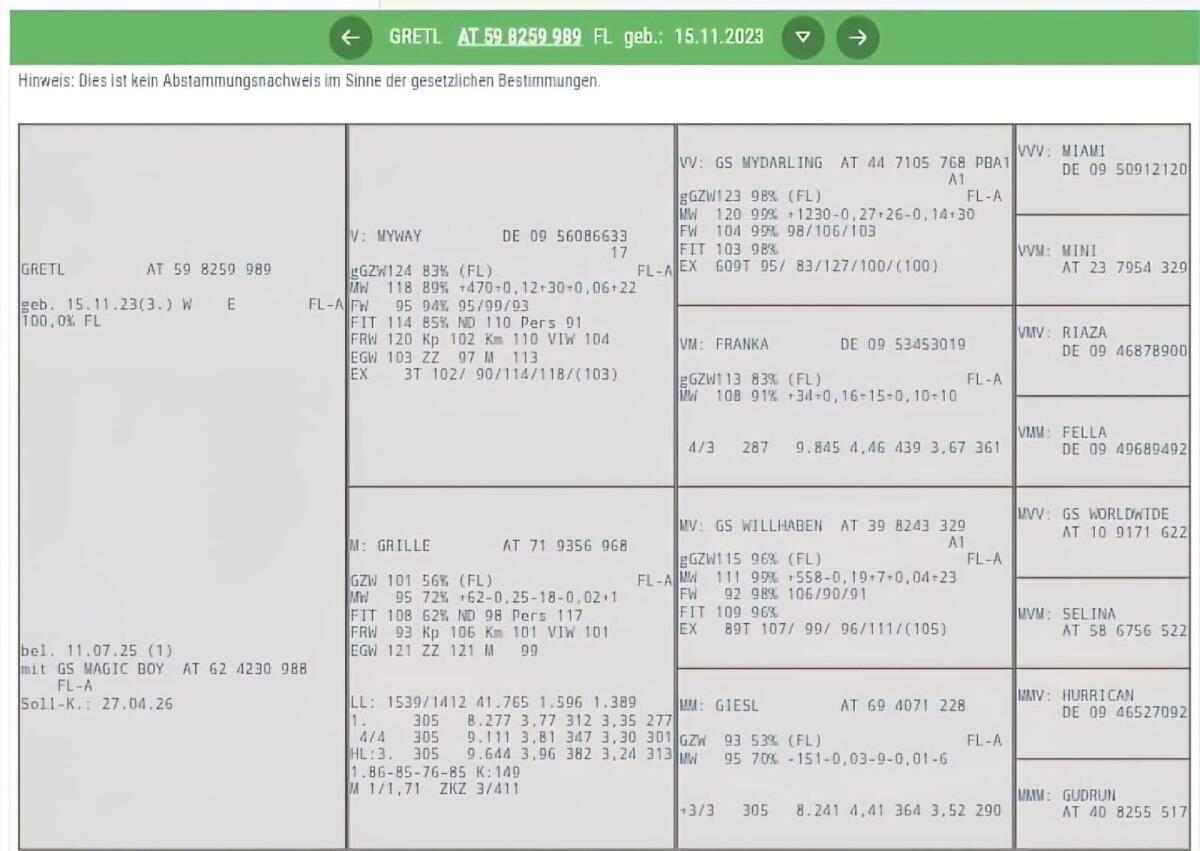 Trächtige Fleckviehkalbin 3
