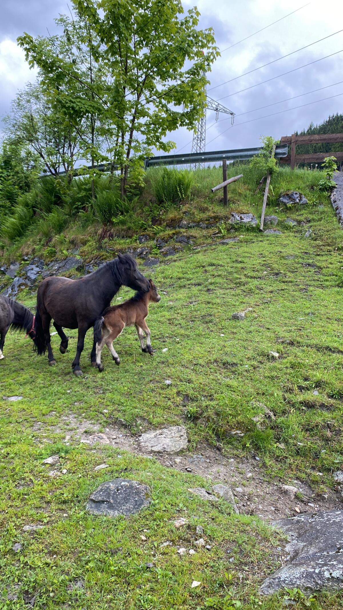 Ponystute mit Hengstfohlen 2