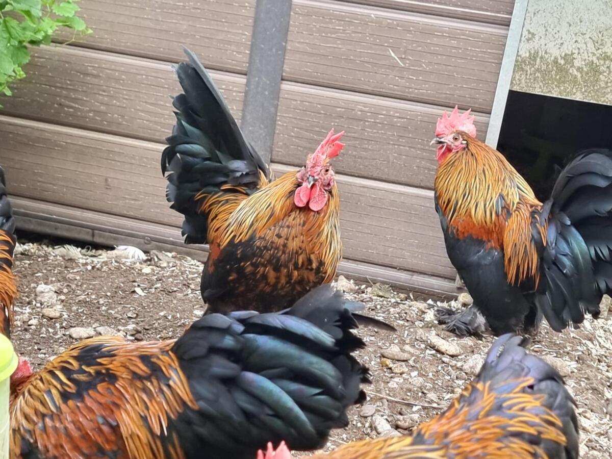 Federfüßige Zwerghühner 3