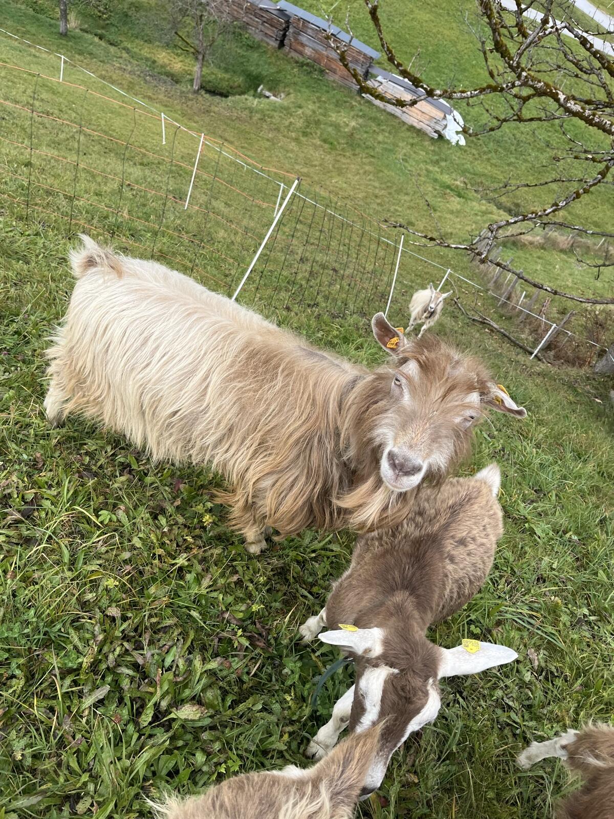 Verkaufe Toggenburger Bock 2