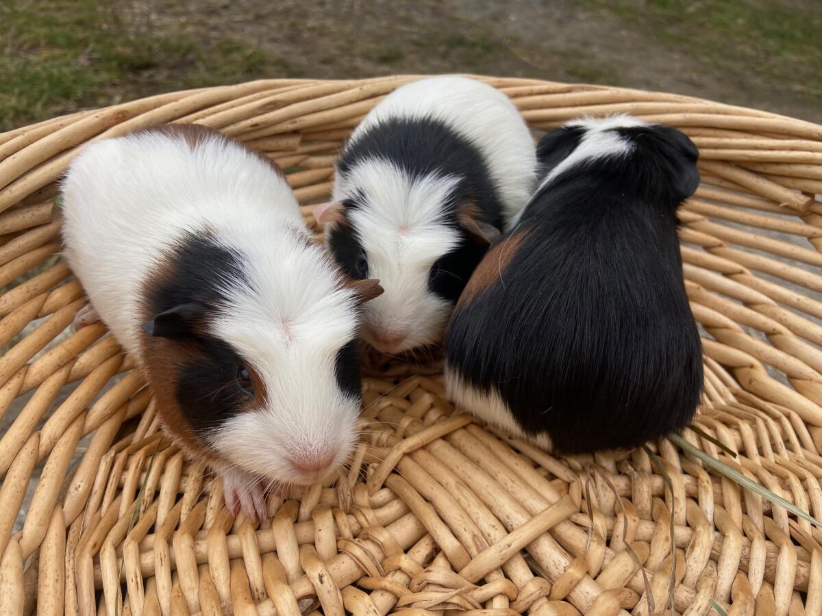 Crested Meerschweinchen 1