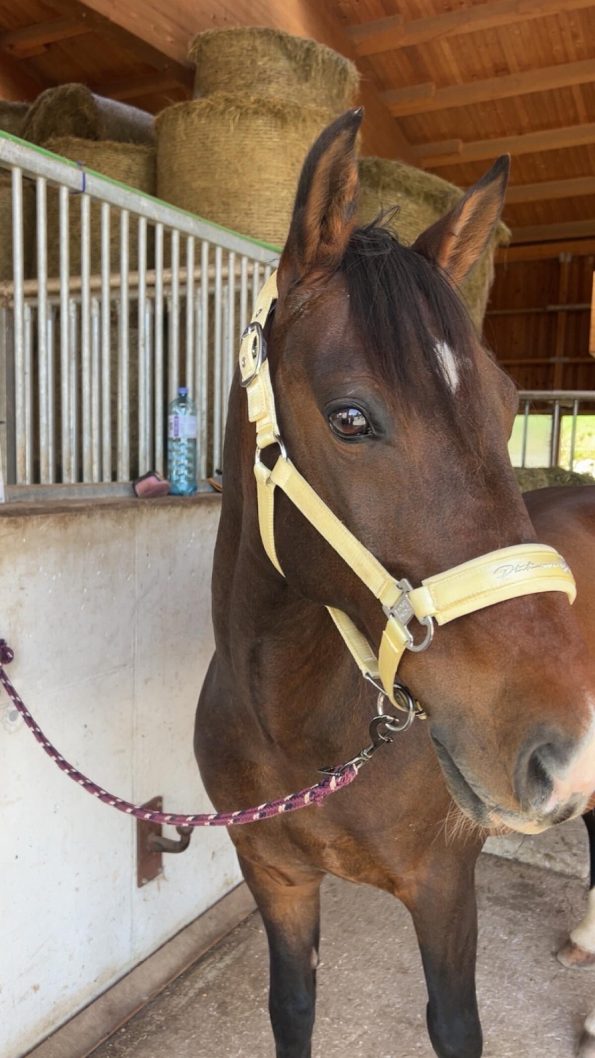 Ungarischer Halbblut Wallach 3