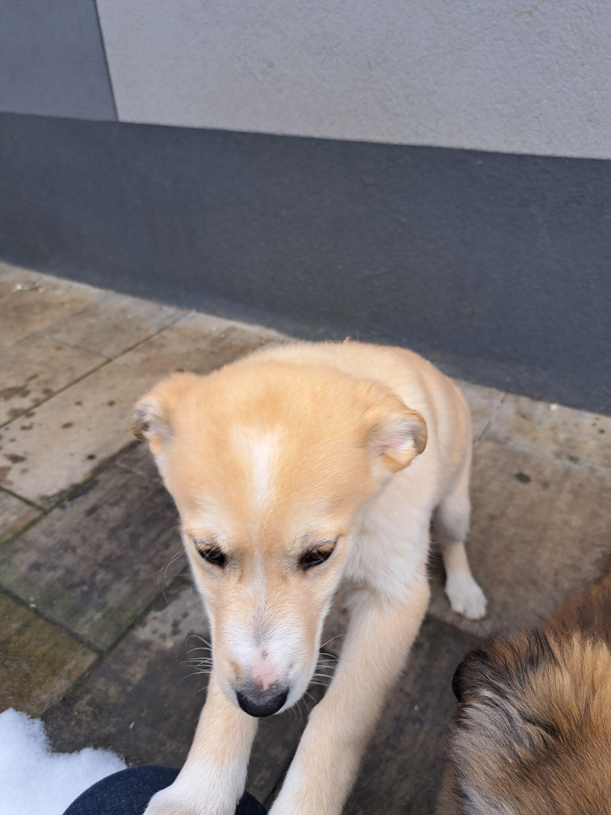 Entzückendes Welpenmädchen 2