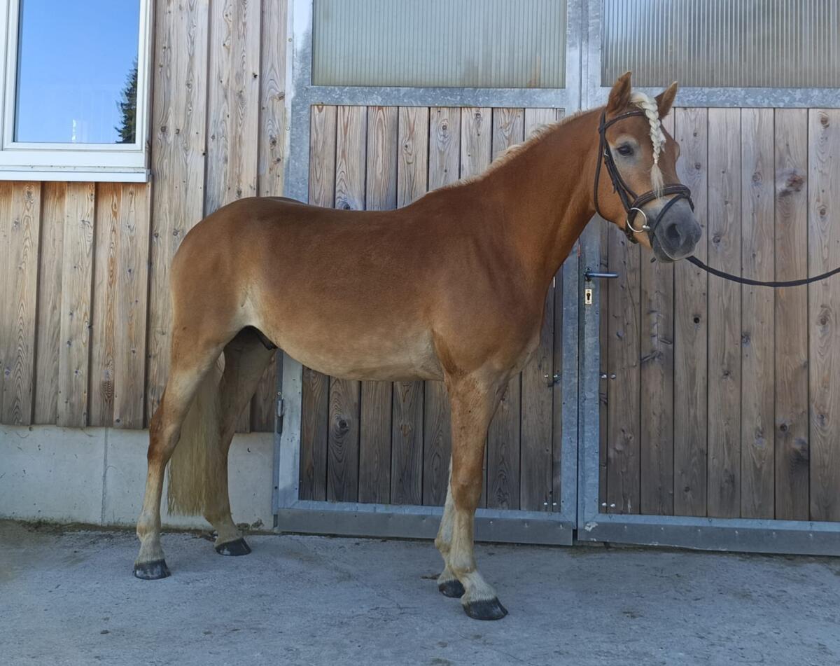 Großer ansprechender fast 4-jähriger Haflingerwallach 2