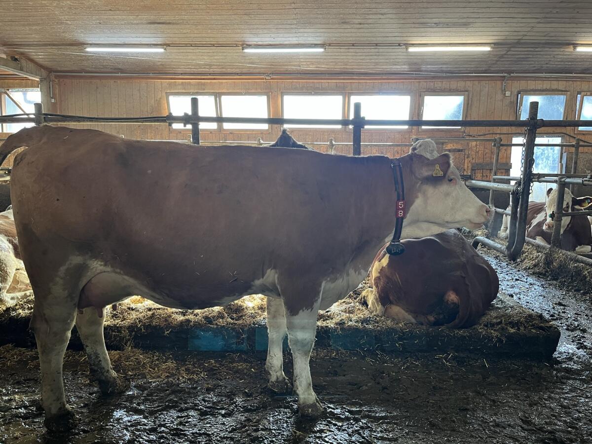 Jungkuh/Fleckviehkuh 1