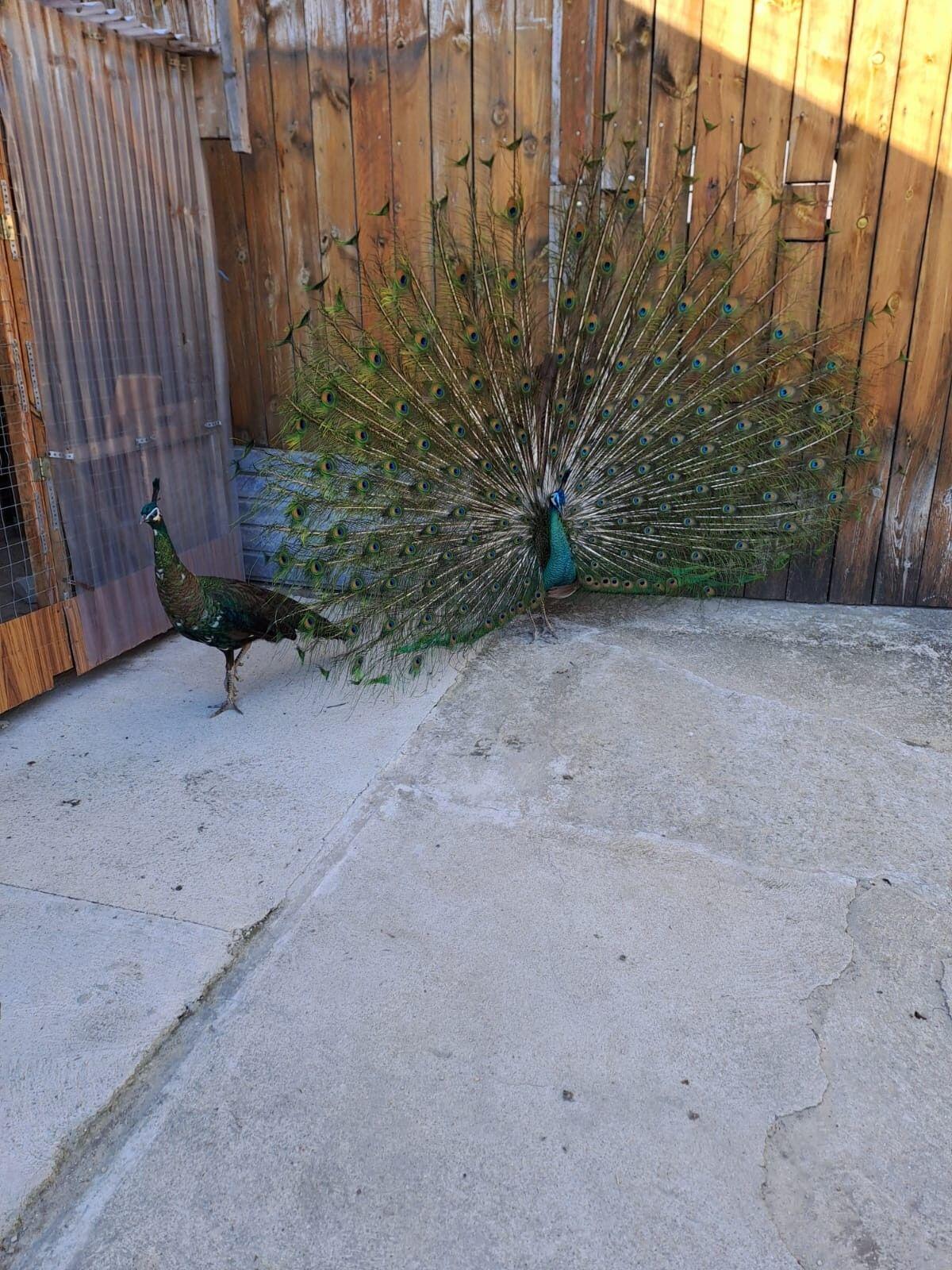 Pfauenpaar Ährenträger-Kreuzungen 1