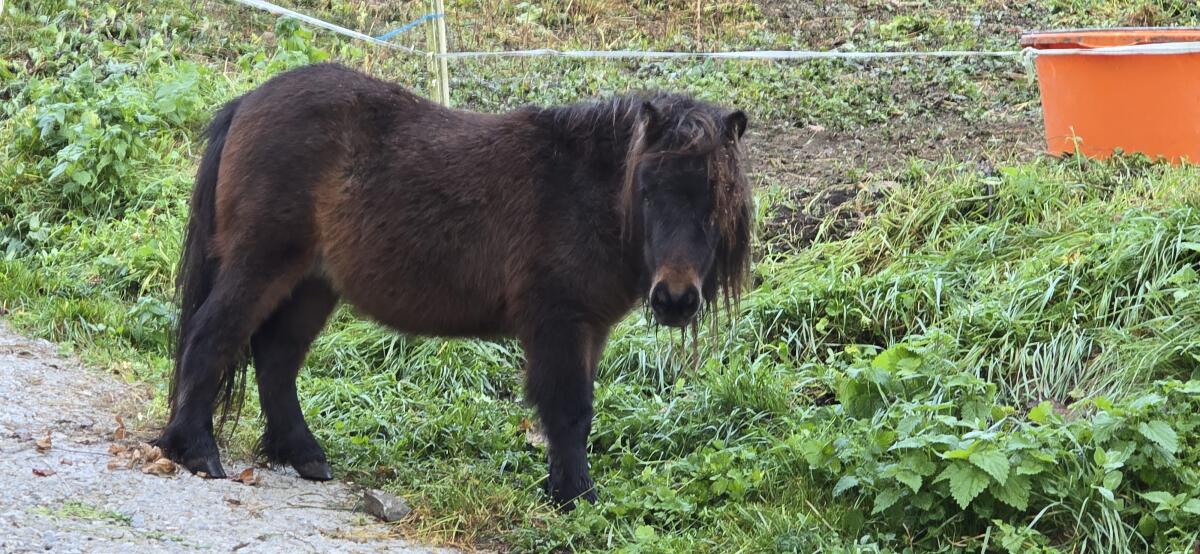 Mini Shetland Pony 2