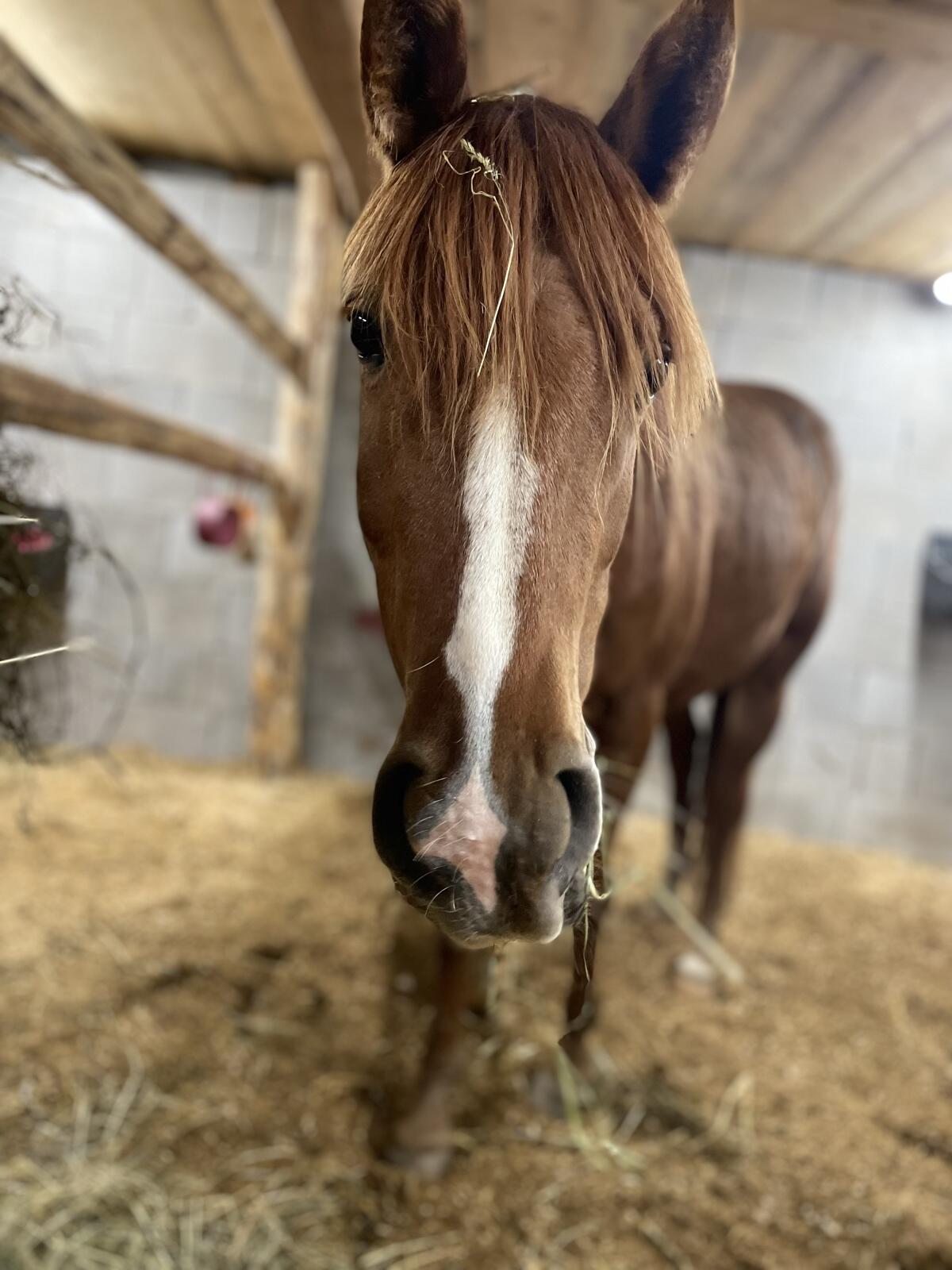 Araber-Stute sucht Bestplatz Orca 1