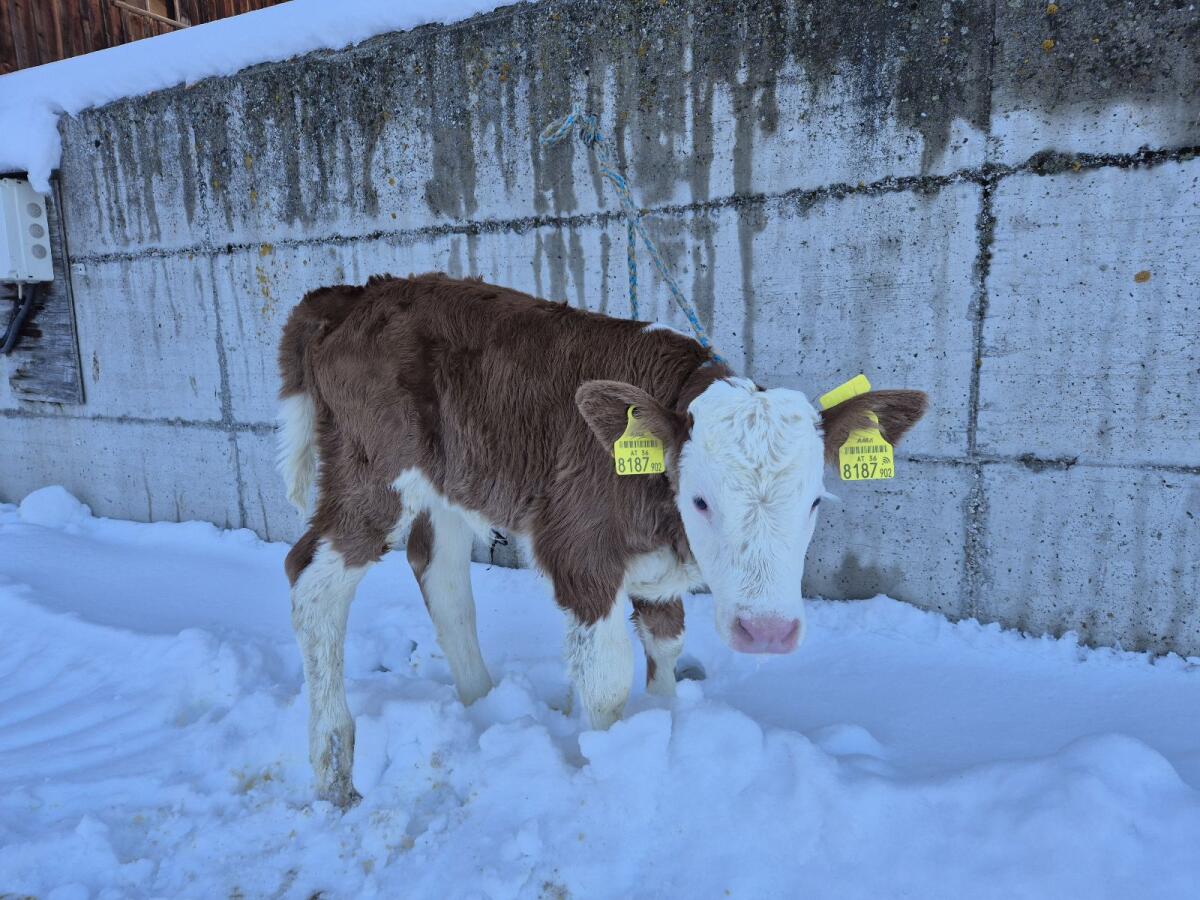 Bio Fleckvieh Kuhkalb 2