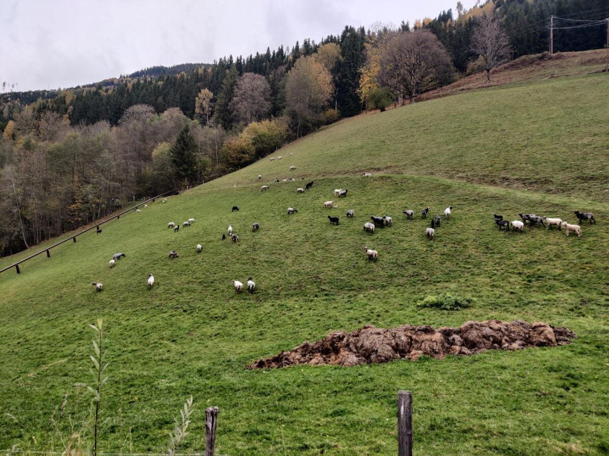 Alpines Steinschaf 1