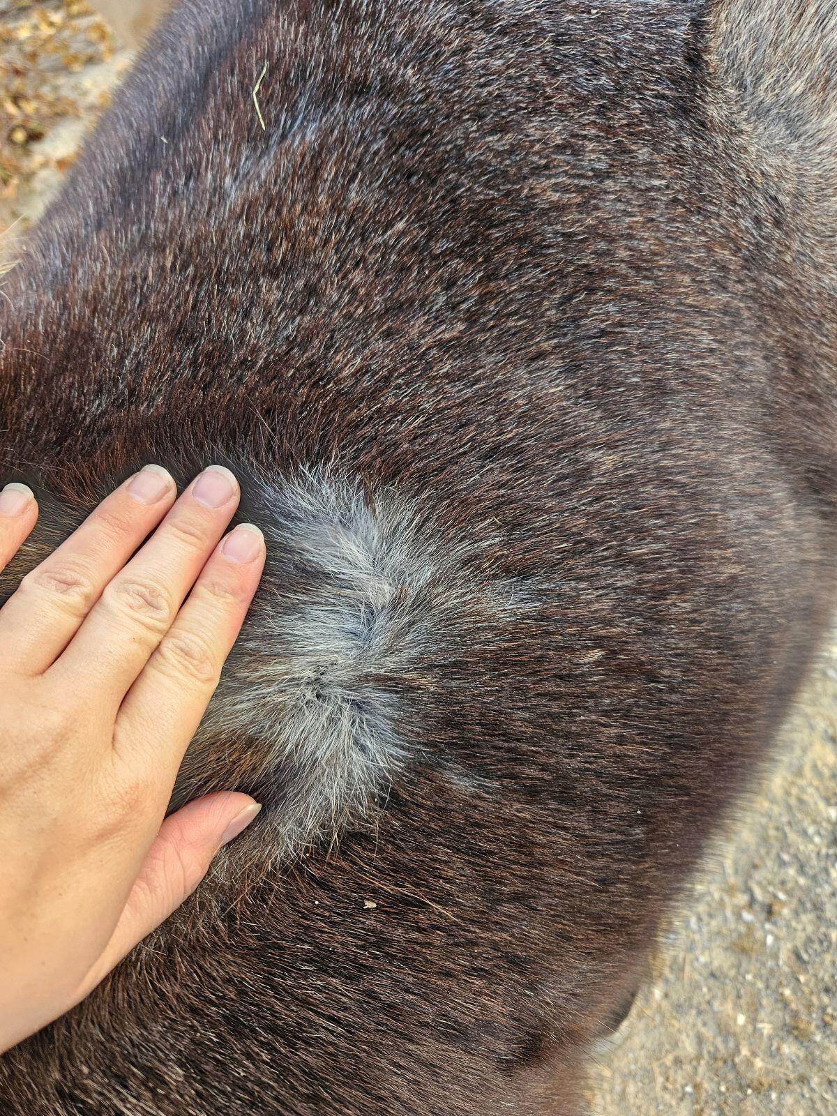 Besonderer Minishetty Pony Shetty Wallach 3