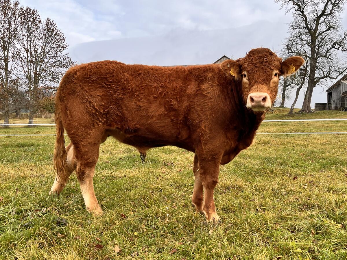 Limousinstier, Zuchtstier Limousin 1