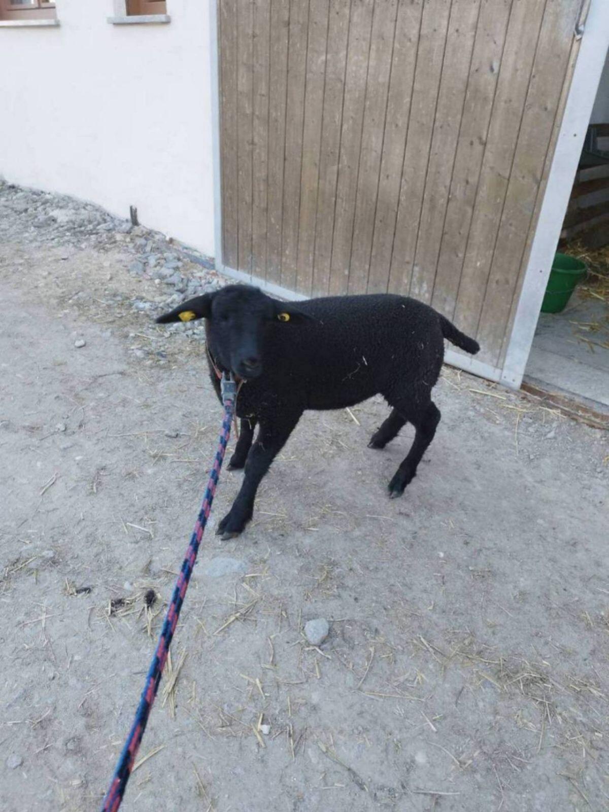 Juralämmer weiblich 1