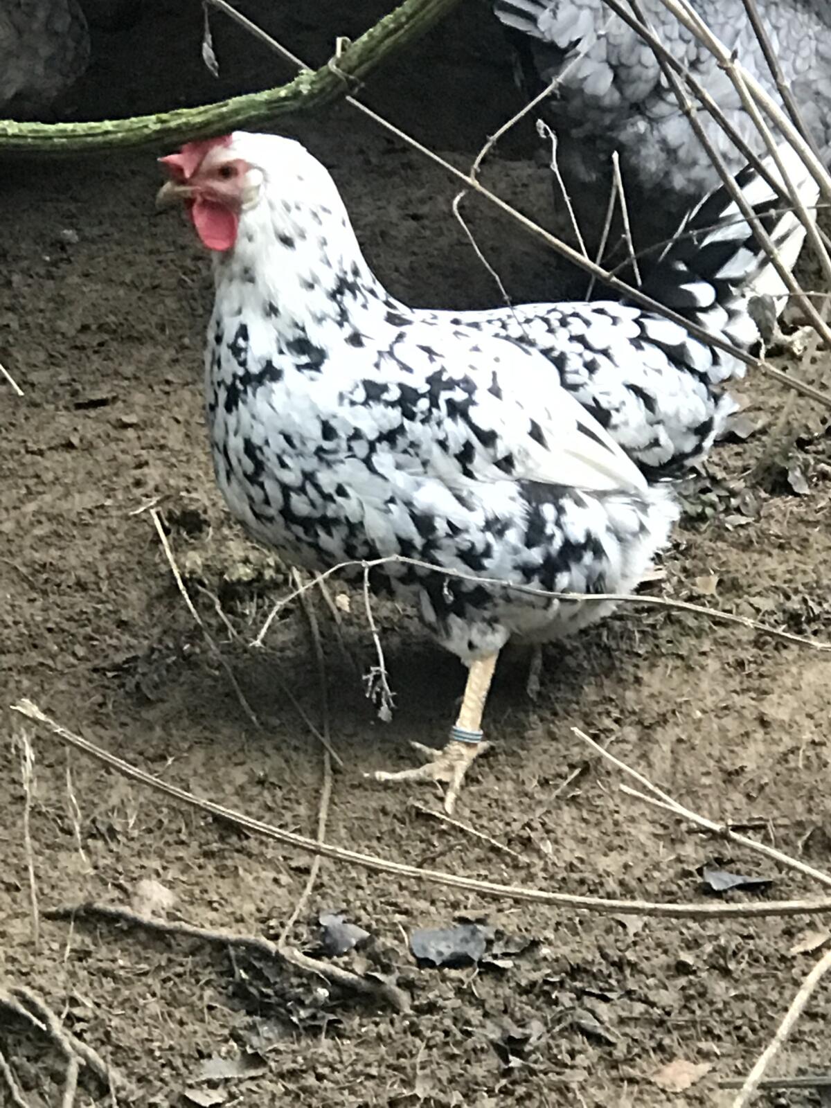 Exchequer Leghorn Hennen 2
