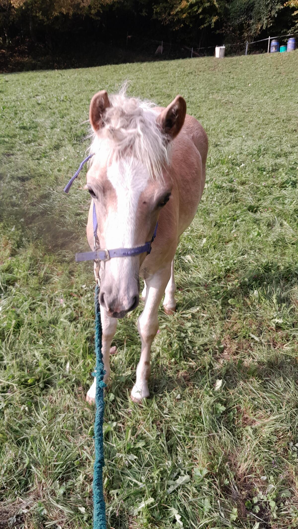 Haflingerstutfohlen 1