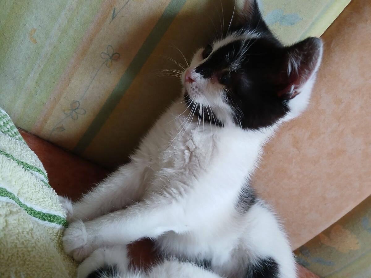 Kätzchen weiblich (EKH) 2