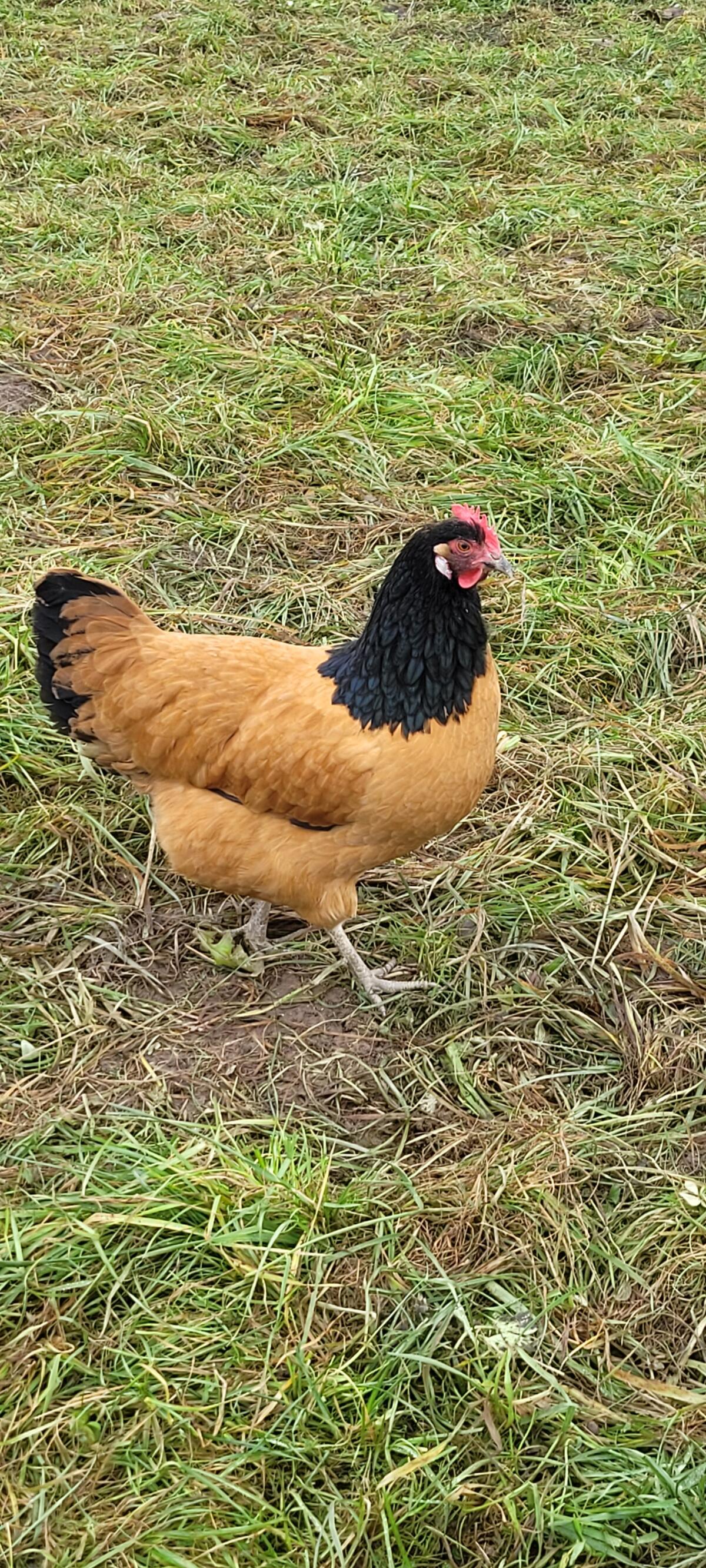 Gebe 2 reinrassige Vorwerkhennen her! 1