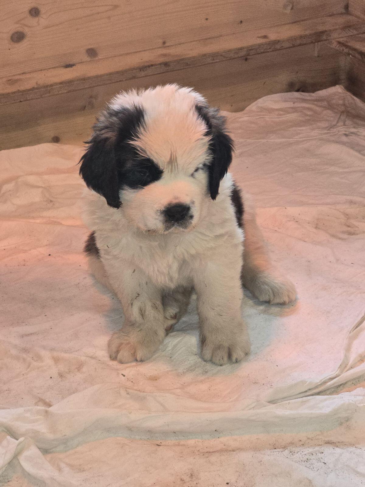 Wunderschöne Bernhardiner Welpen zu verkaufen 2