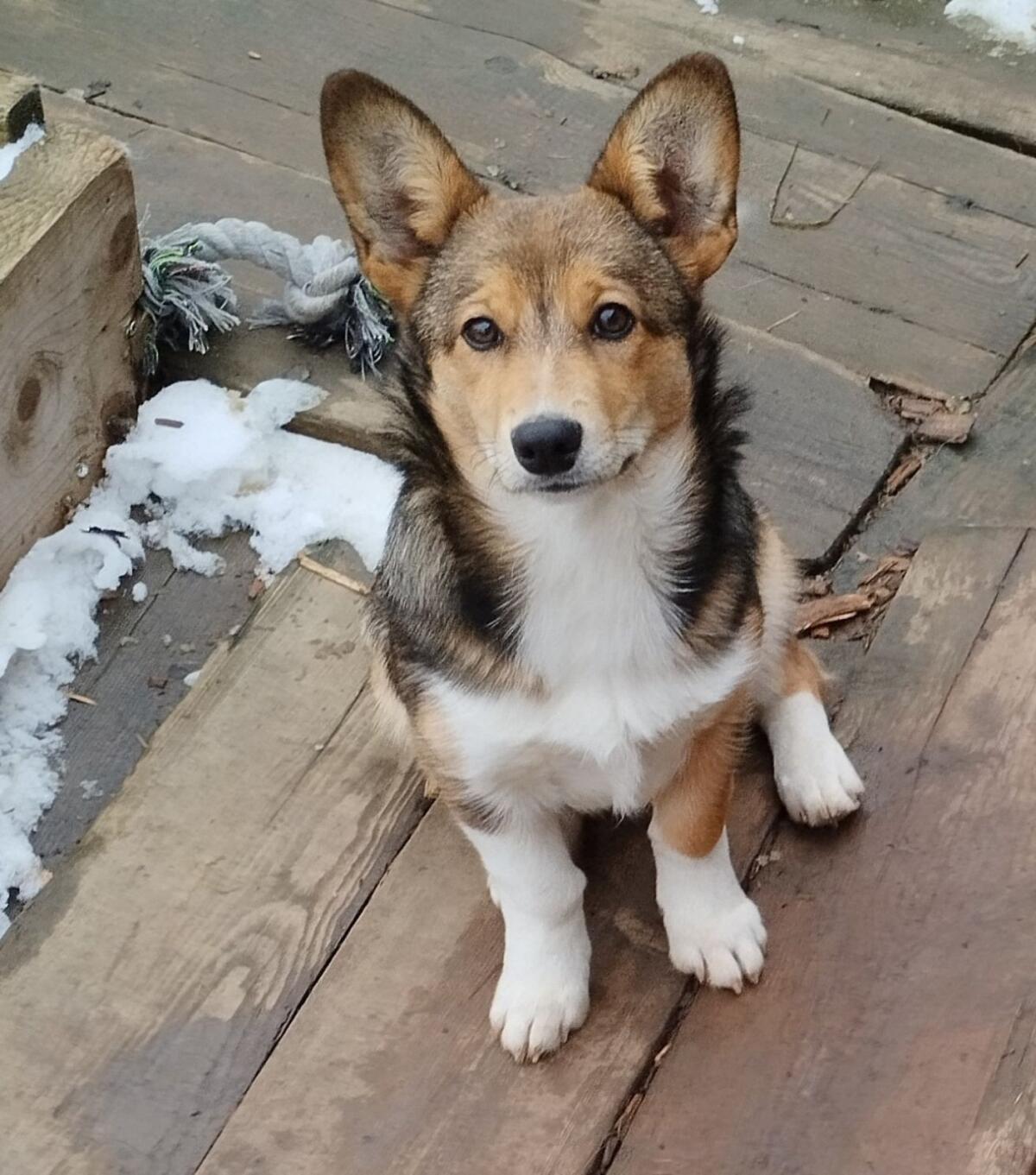 Welsh Corgi Pembroke × Border Collie Hündin 1