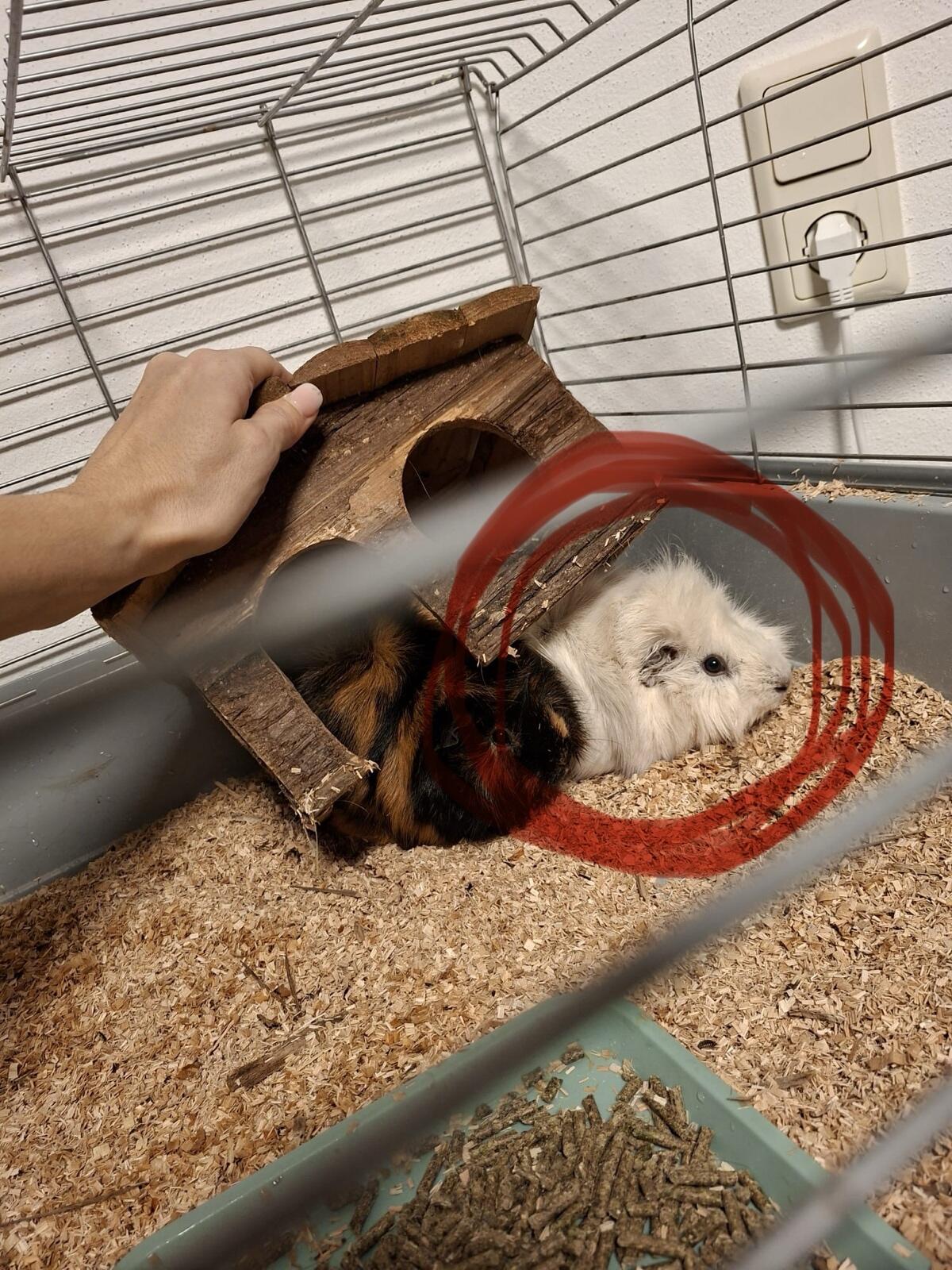 Meerschweinchen Männchen 1