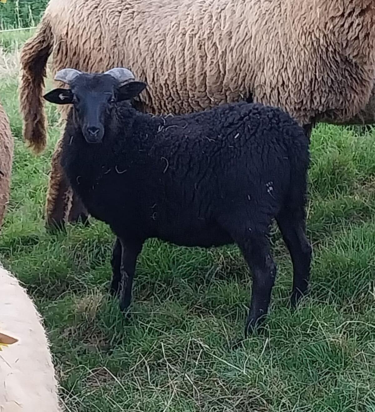 Grau gehörte Heidschnucke, Bock 3