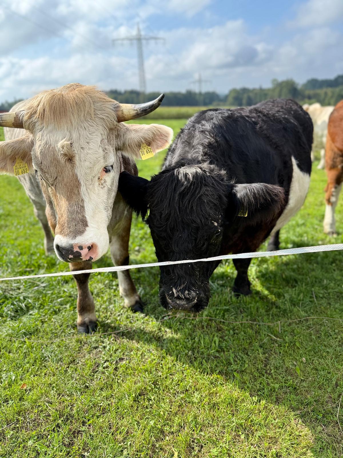 Einstellplatz für Rinder 1