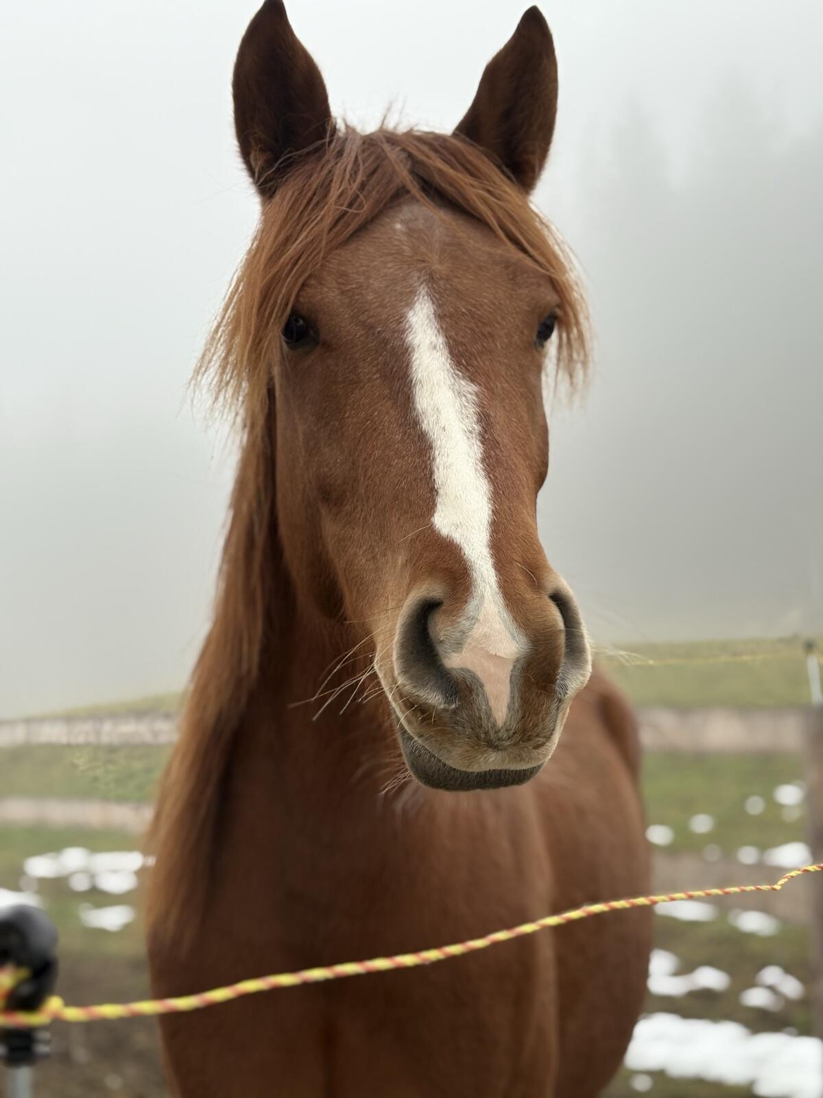 Araber-Stute sucht Bestplatz Orca 2