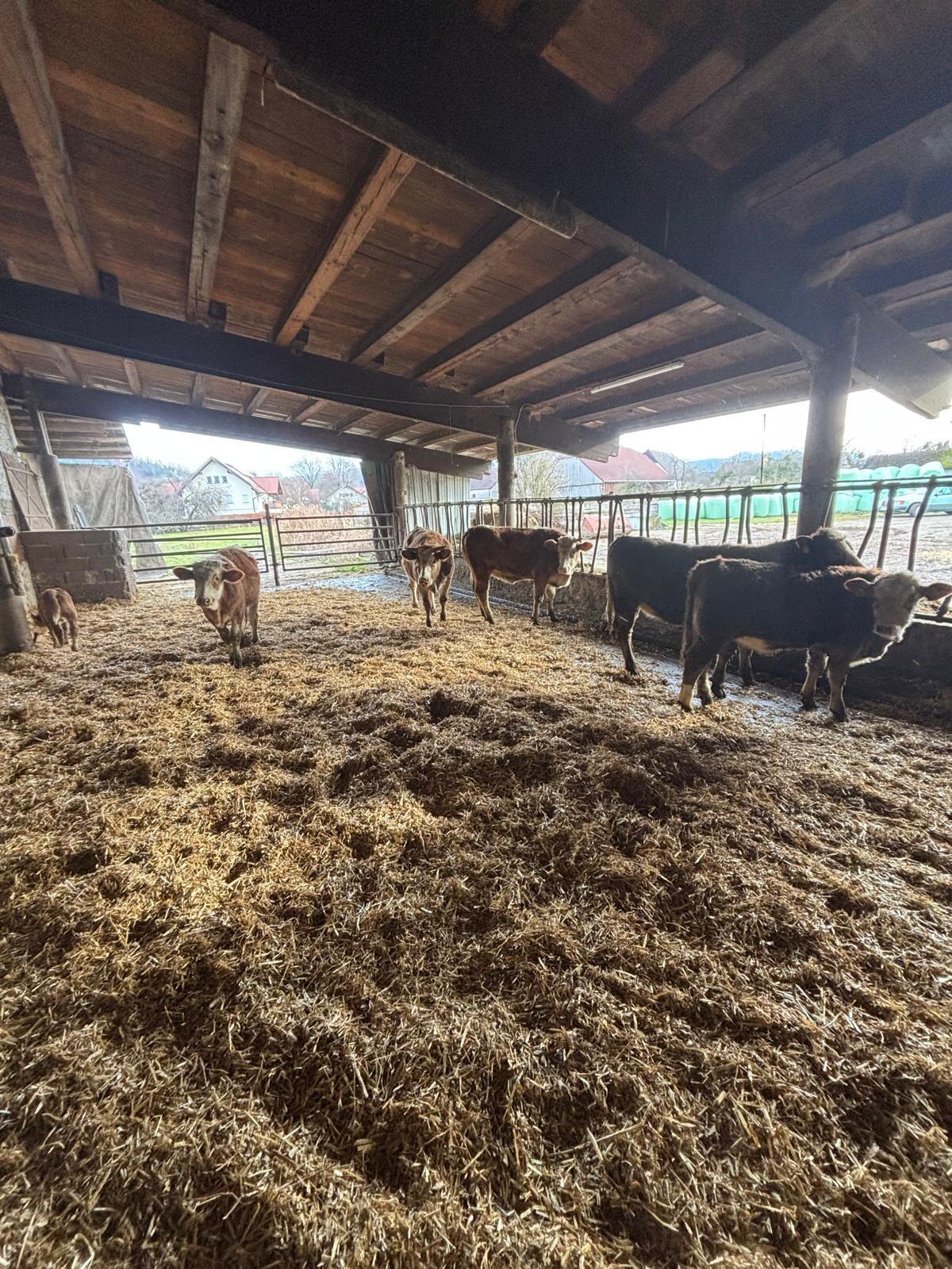 Verkaufe Jungkalbinnen 1