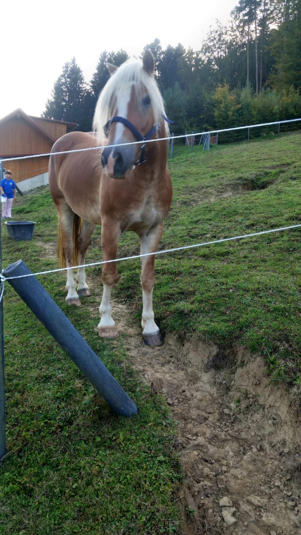 Haflinger Wallach 2