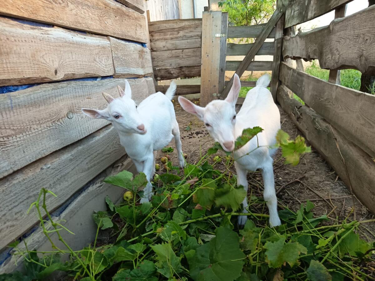 Saanenziegenböcke 2