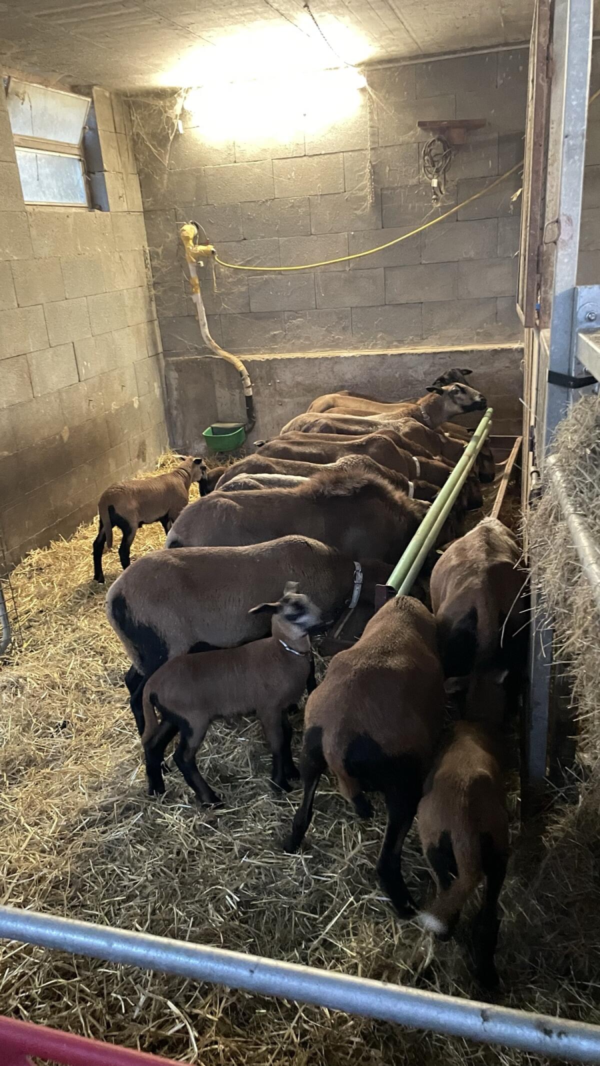 Barbados-Schaf Barbados Black Belly Schaf, Fellhaarschaf 1