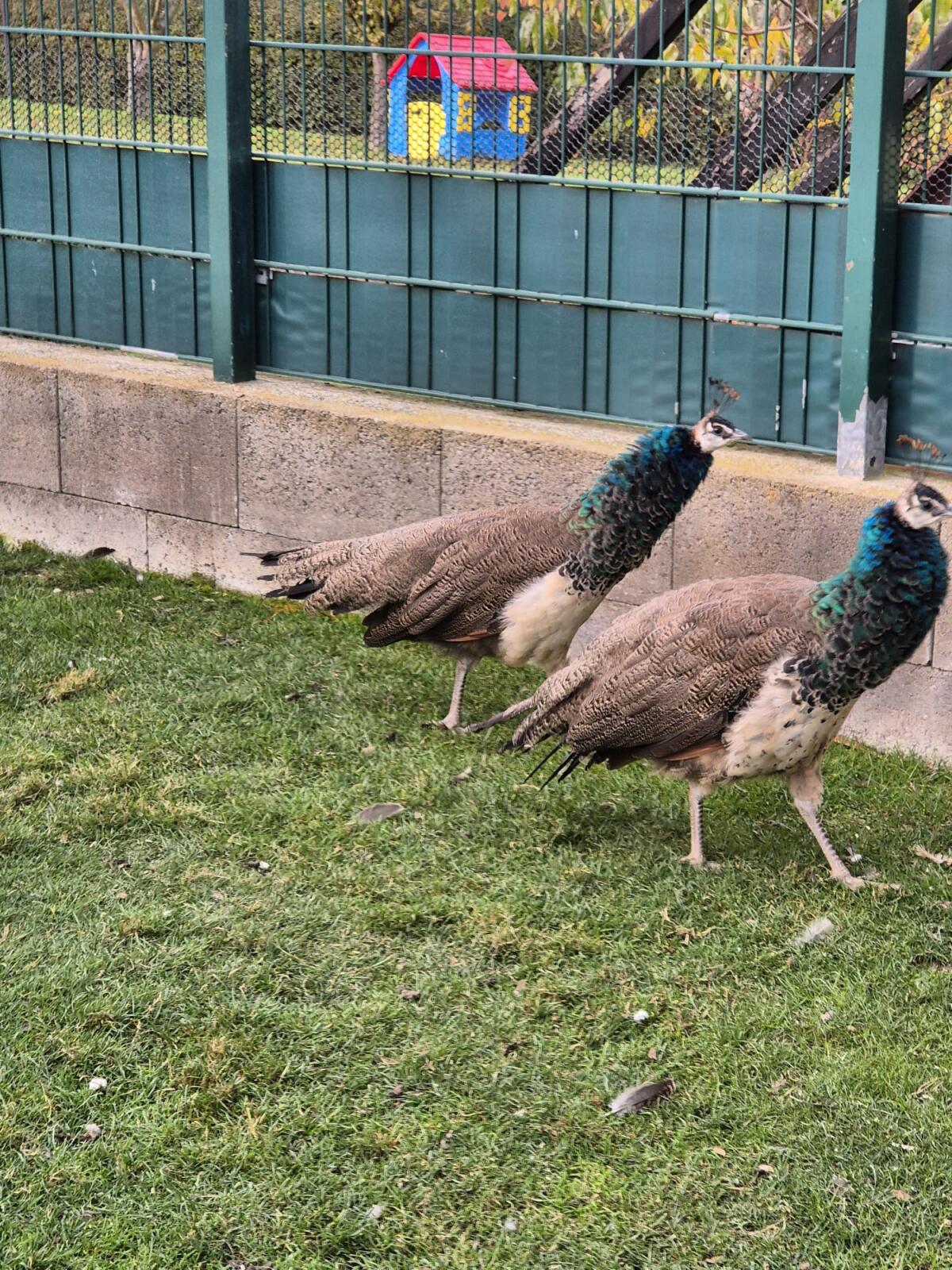 Verkaufe junge Pfauen 1