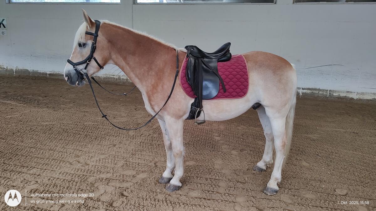 Verkaufe 5-jährigen Haflinger Wallach 2