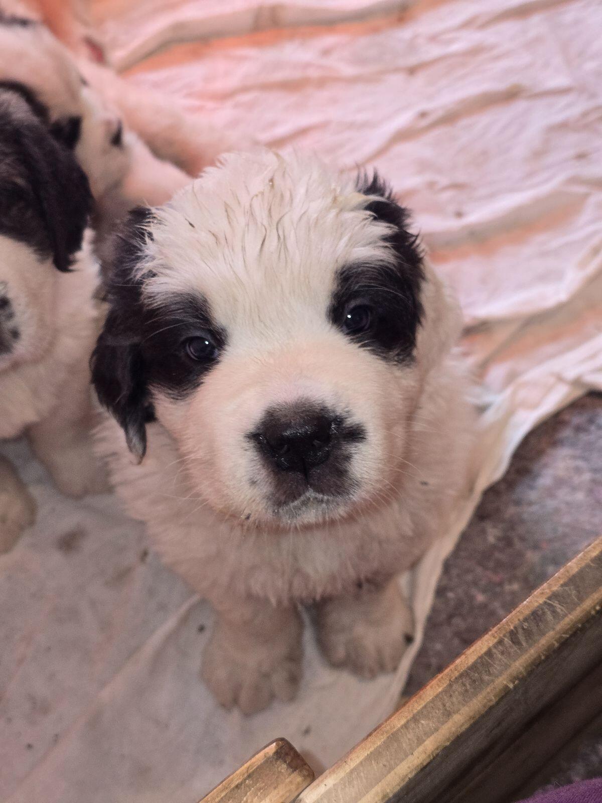 Wunderschöne Bernhardiner Welpen zu verkaufen 1