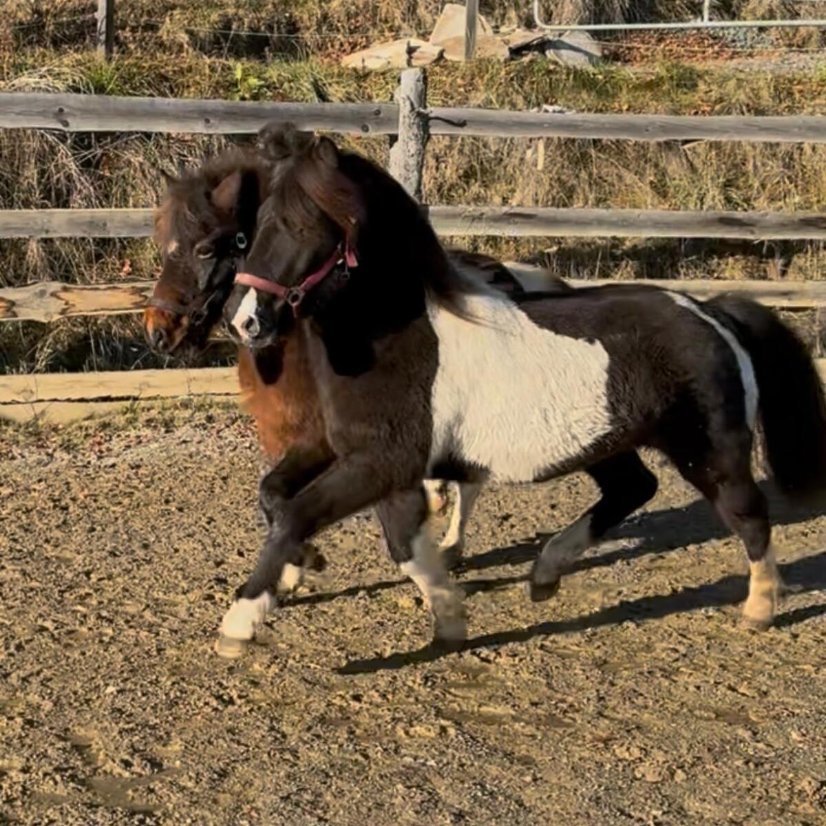 Islandpferd - hübsche 4-jährige Stute 1