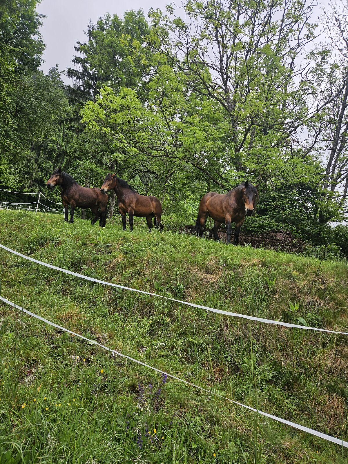 Sommerweide in Oberkärnten 3