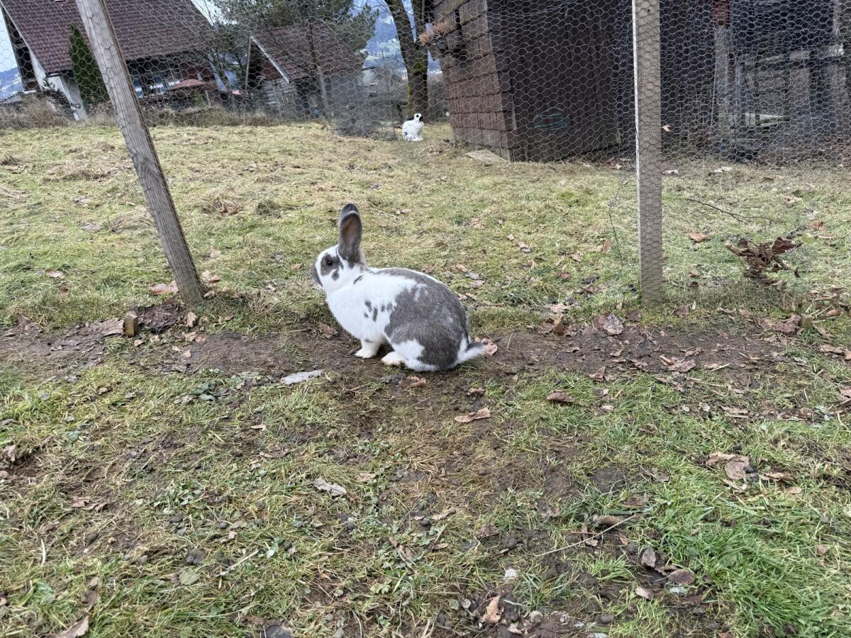 Riesenscheck braun/weiß 2