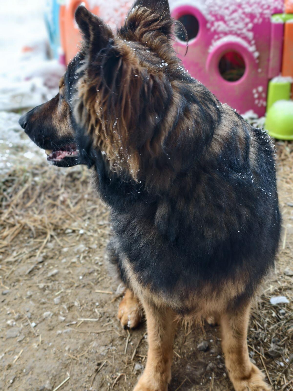 Altdeutscher Schäferhund mit Ahnentafel 3