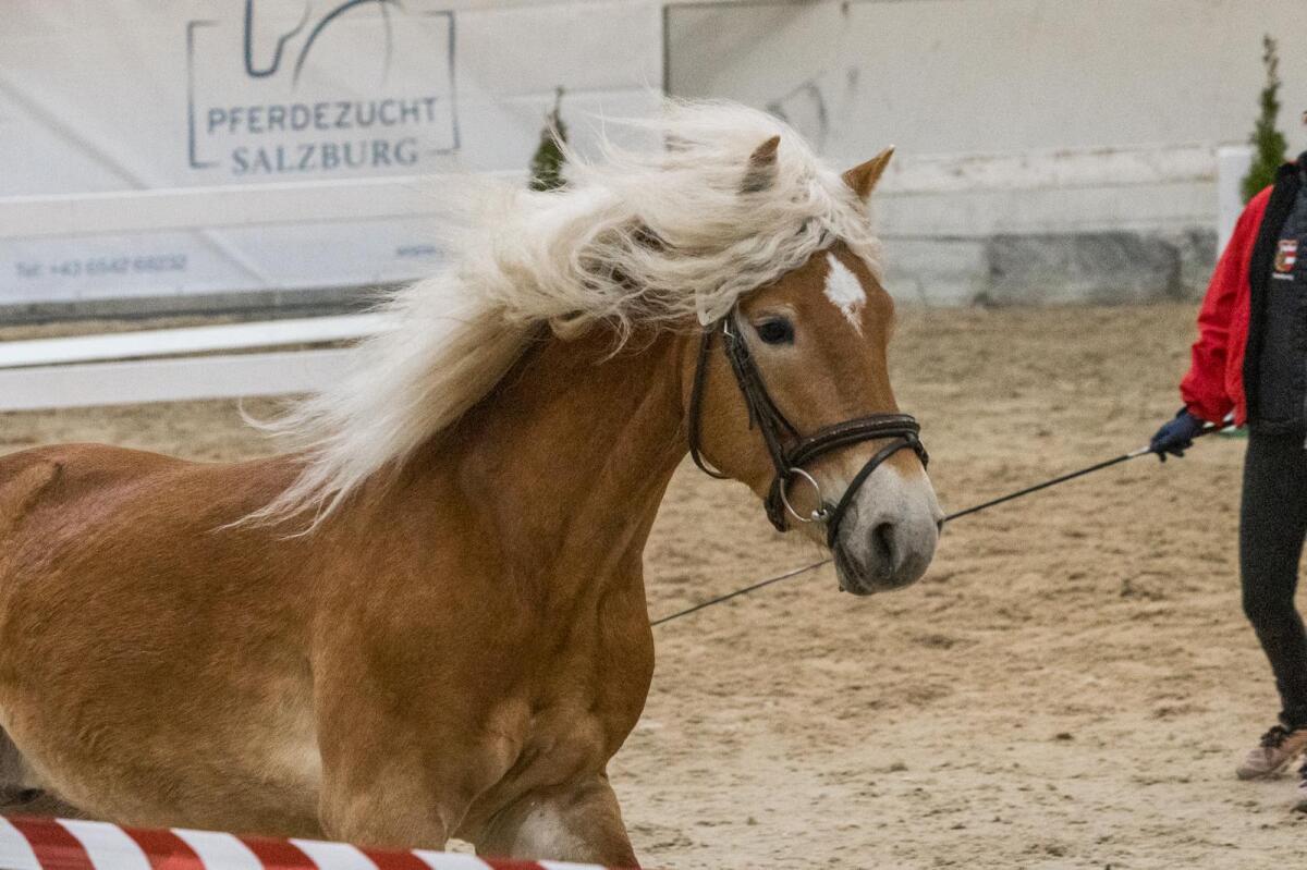 Großer ansprechender fast 4-jähriger Haflingerwallach 3