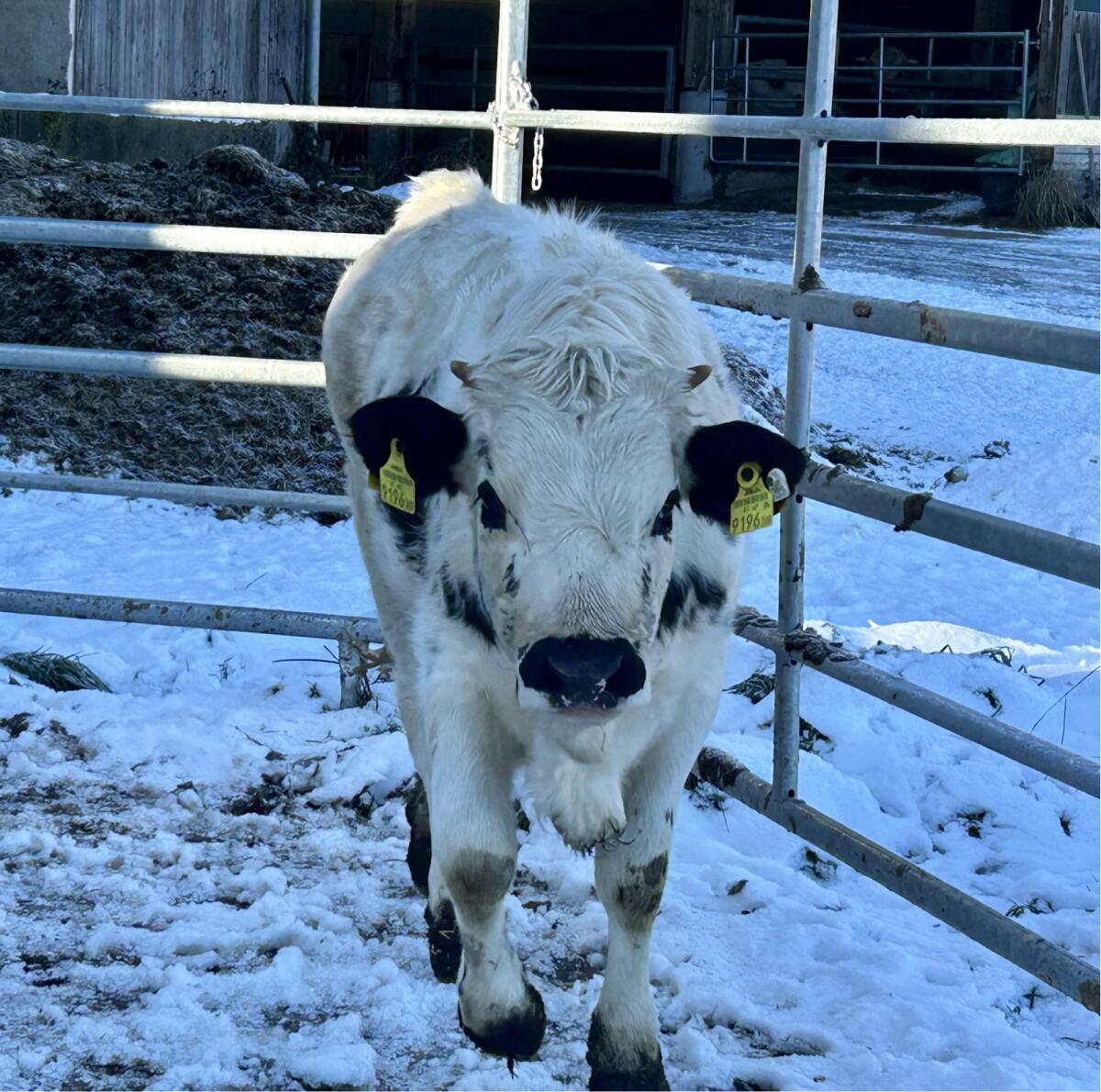 Pustertaler Sprinzen Kalbin Bio 1