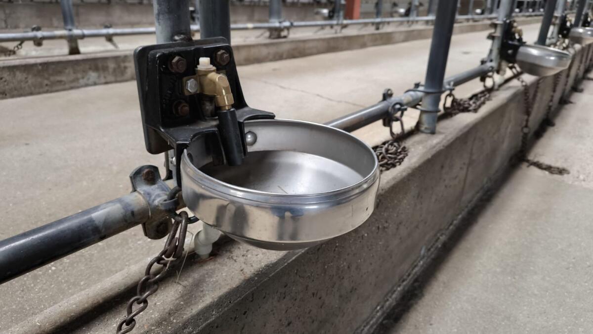 Tränkebecken Suevia 1