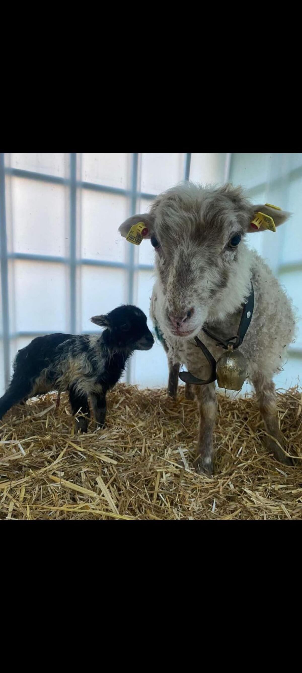 Zwergschafe Quessantschafe 1