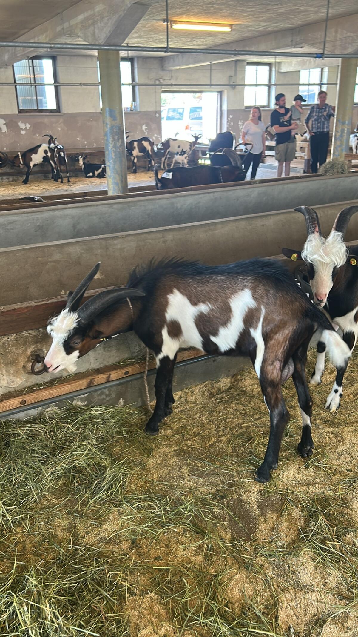 Hb Tauernscheckenbock 1b 1