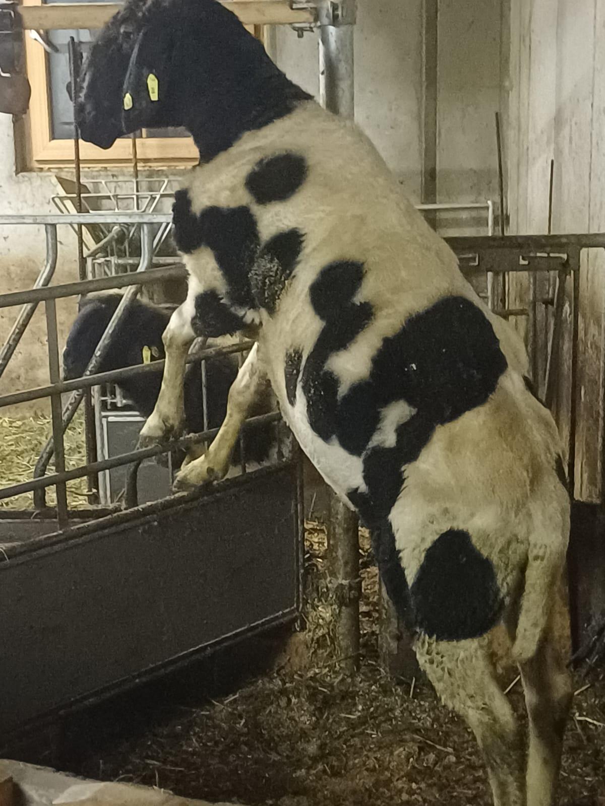 Verkaufe Kugelschecken-Widder 2