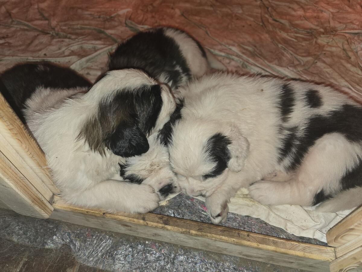 Wunderschöne Bernhardiner-Welpen zu vergeben 1