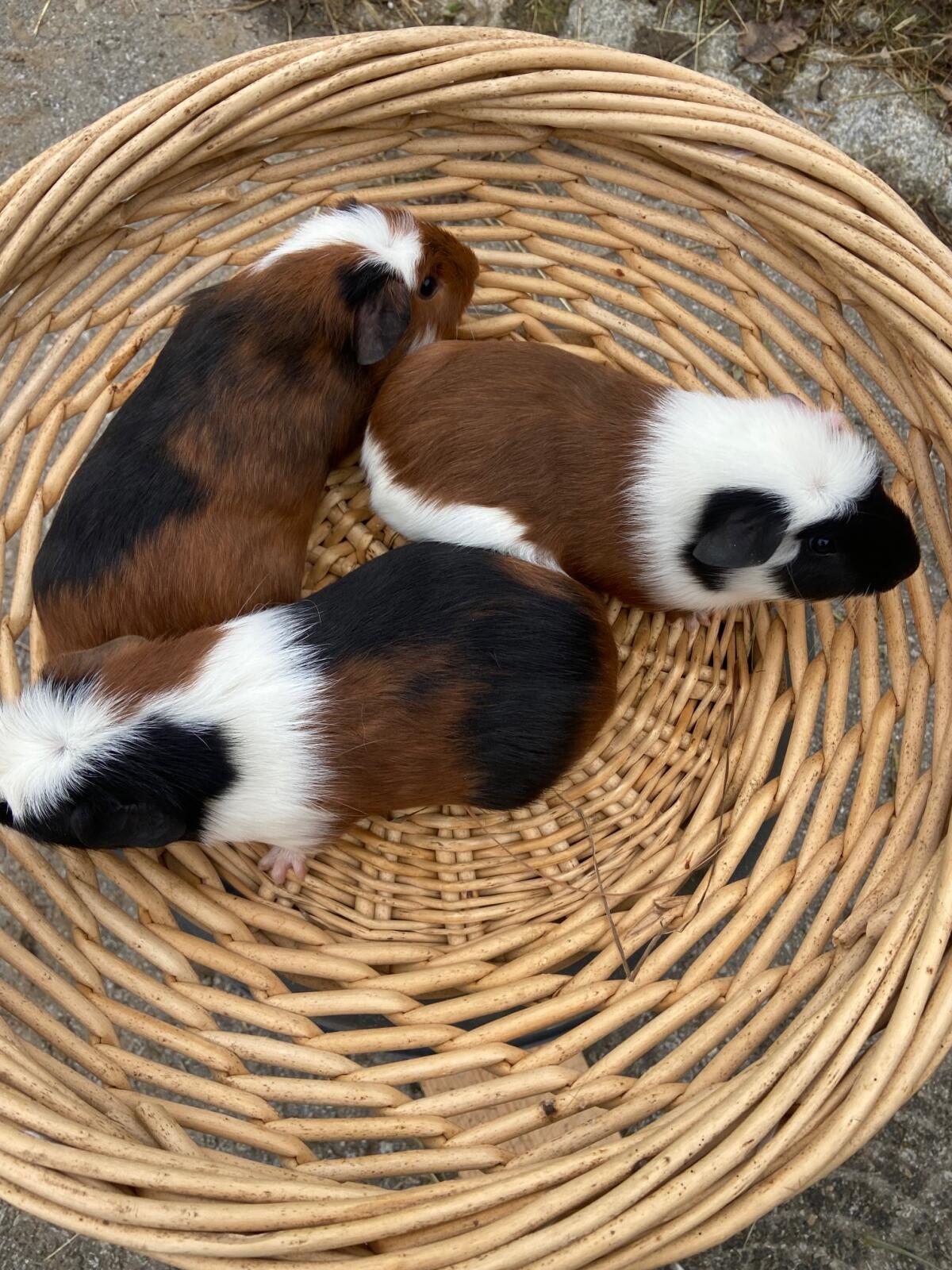 Crested Meerschweinchen 3