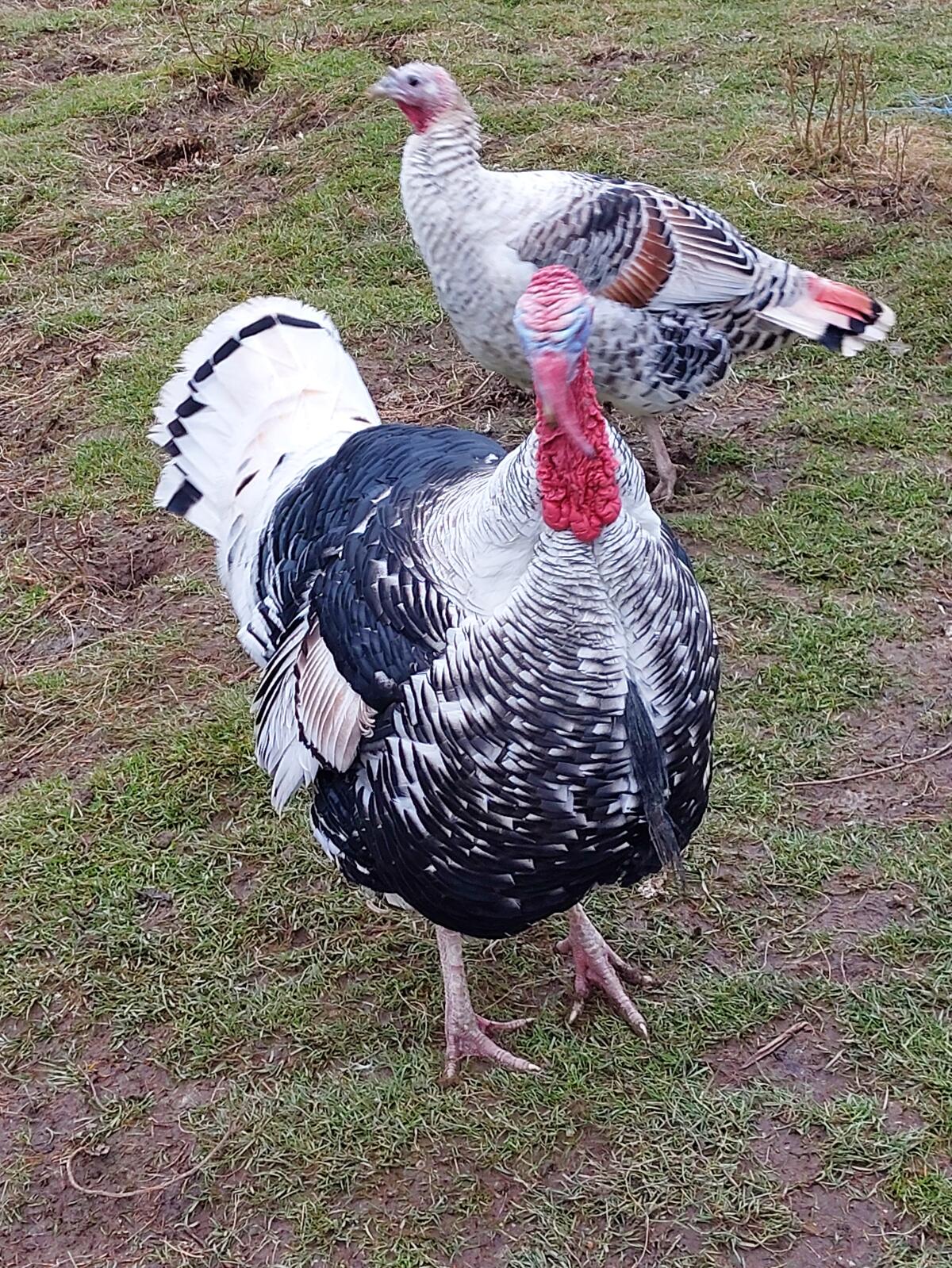 Cröllwitzer Puten 3