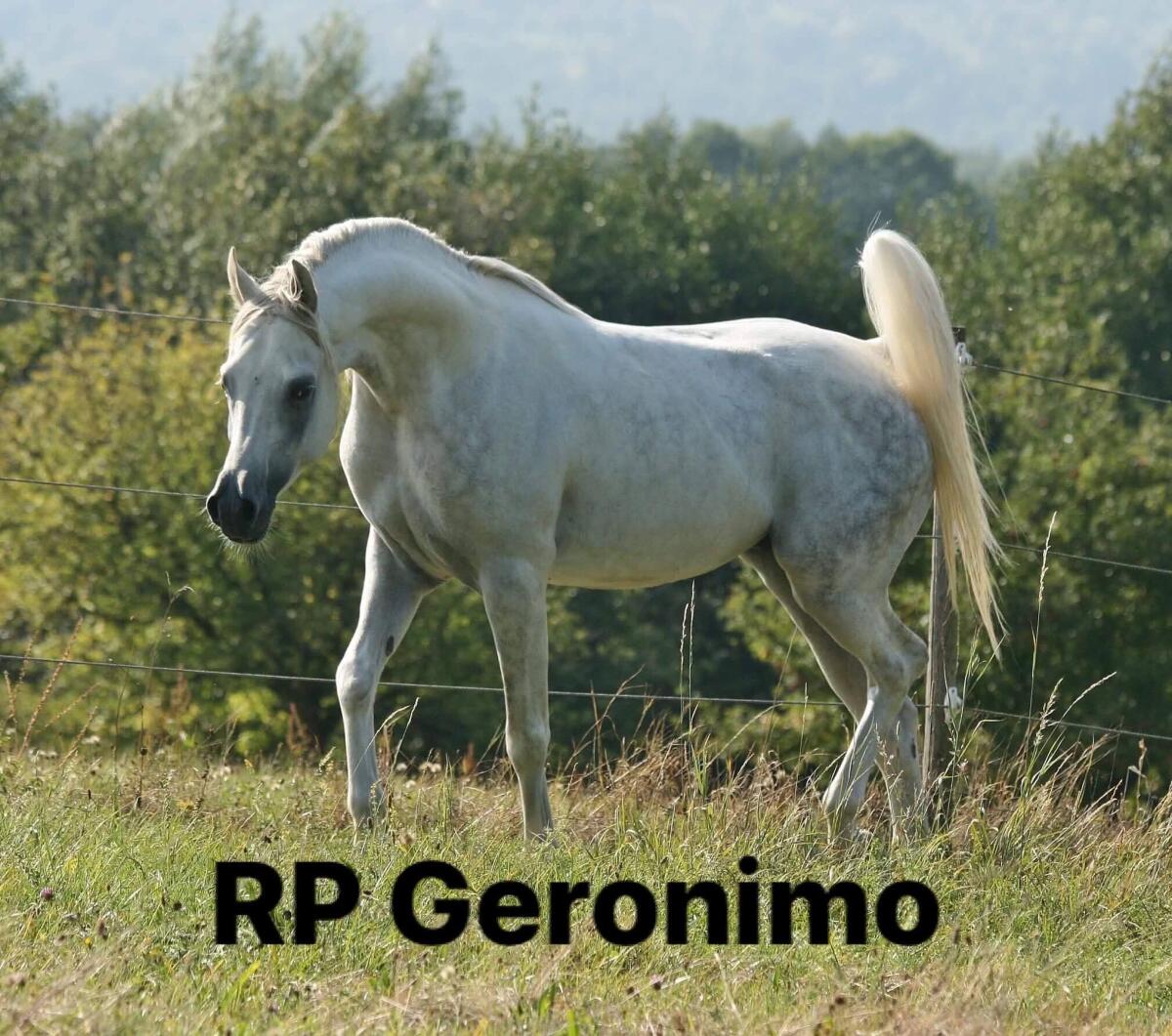 Vollblutaraber Wallach 1