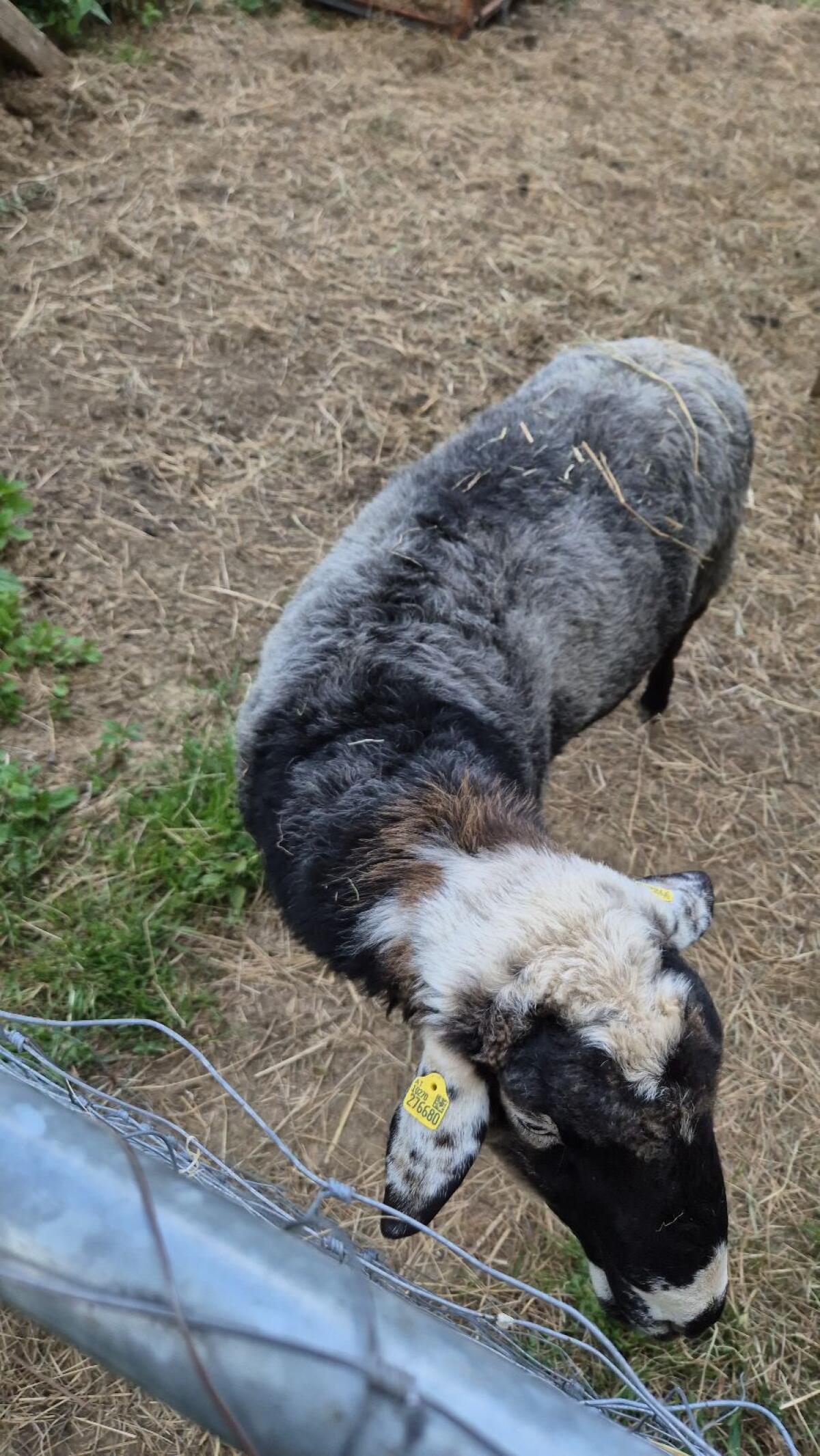 Krainer Steinschaf Bock 1